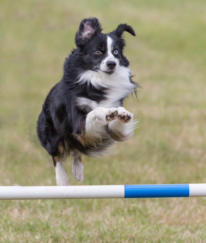 火狐电竞官方网站