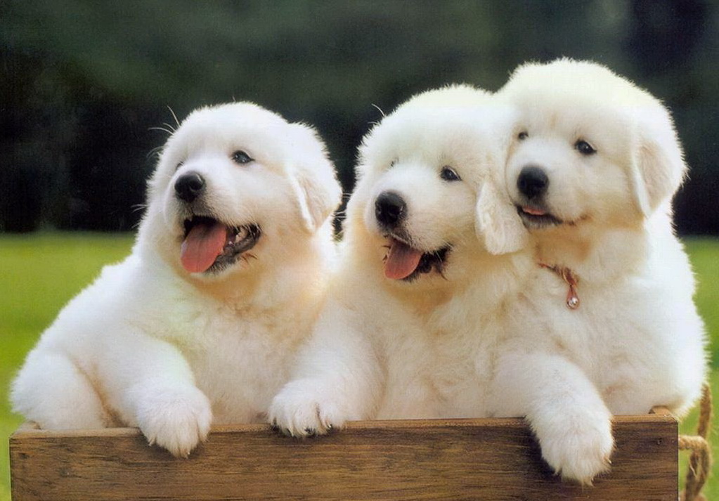 火狐电竞官方网站