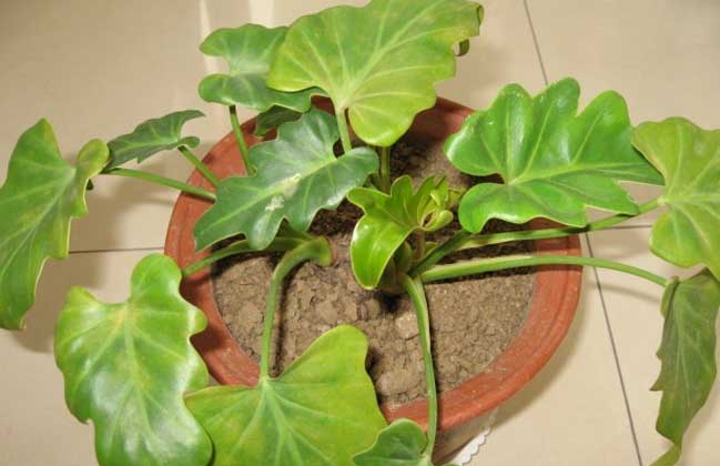 2019年中国医美行业市场竞争格局及发展趋势分析-火狐电竞官网(图3) 火狐电竞